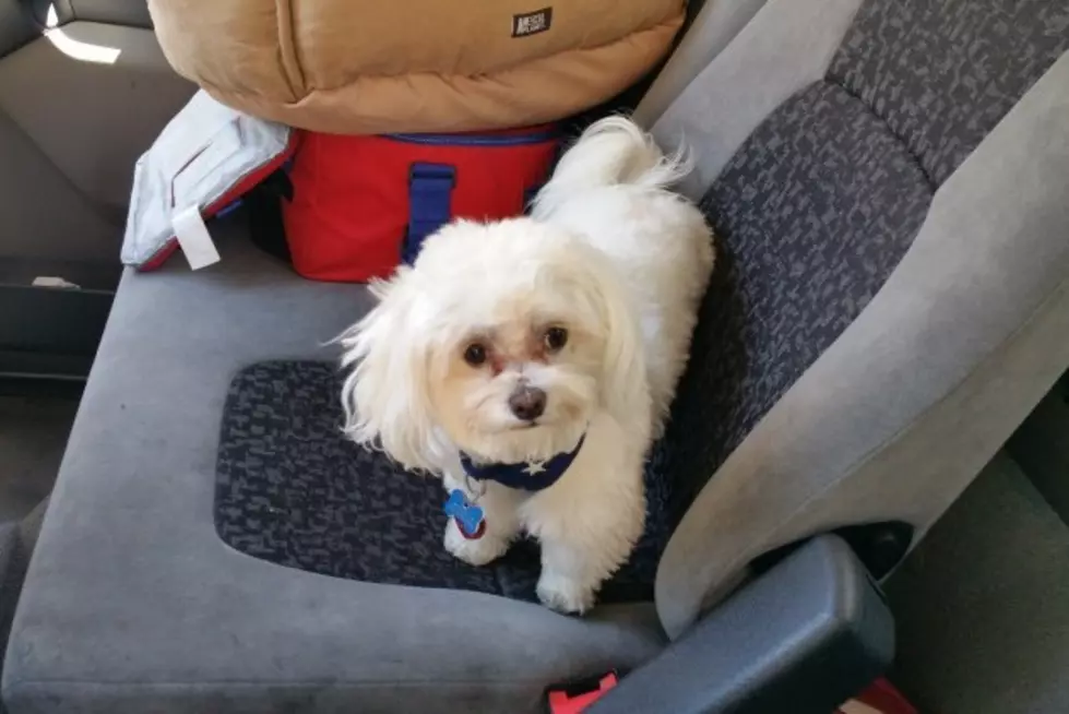 NJ family ‘desperate’ to find stolen therapy dog, offers $900 reward