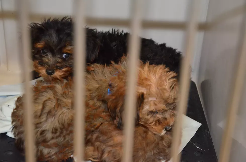 Photos: 67 puppies found in near-freezing van outside NJ pet store, police say