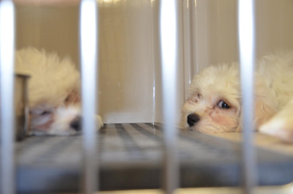 Why Just Pups owner says 67 puppies were found in near-freezing van