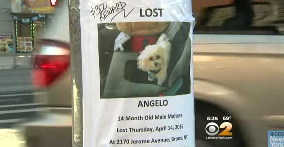 Have you seen this pup? NJ trucker’s therapy dog stolen during delivery