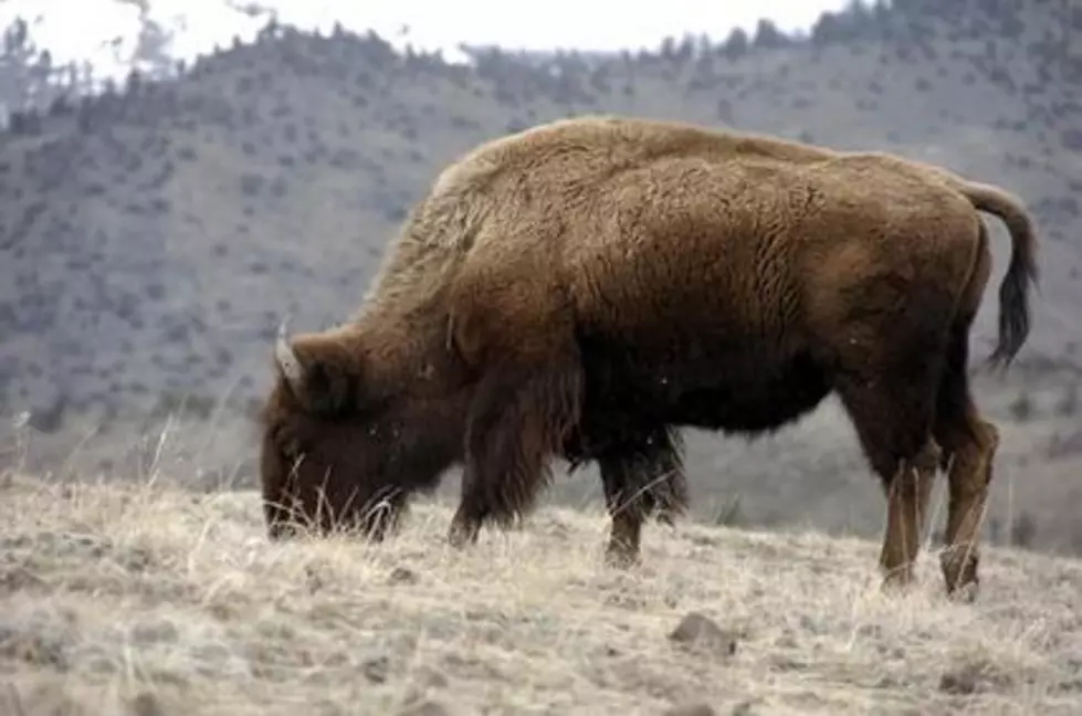 Congress votes to designate bison as national mammal