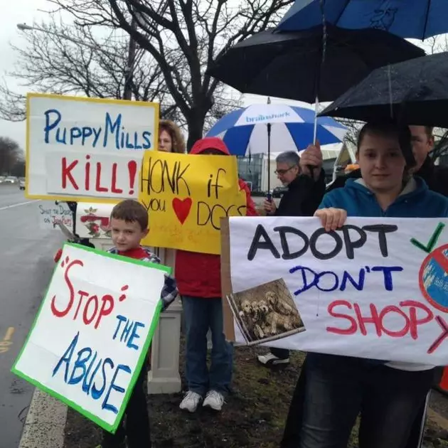 &#8216;Justice for the pups&#8217; &#8211; protesters rally against Just Pups store