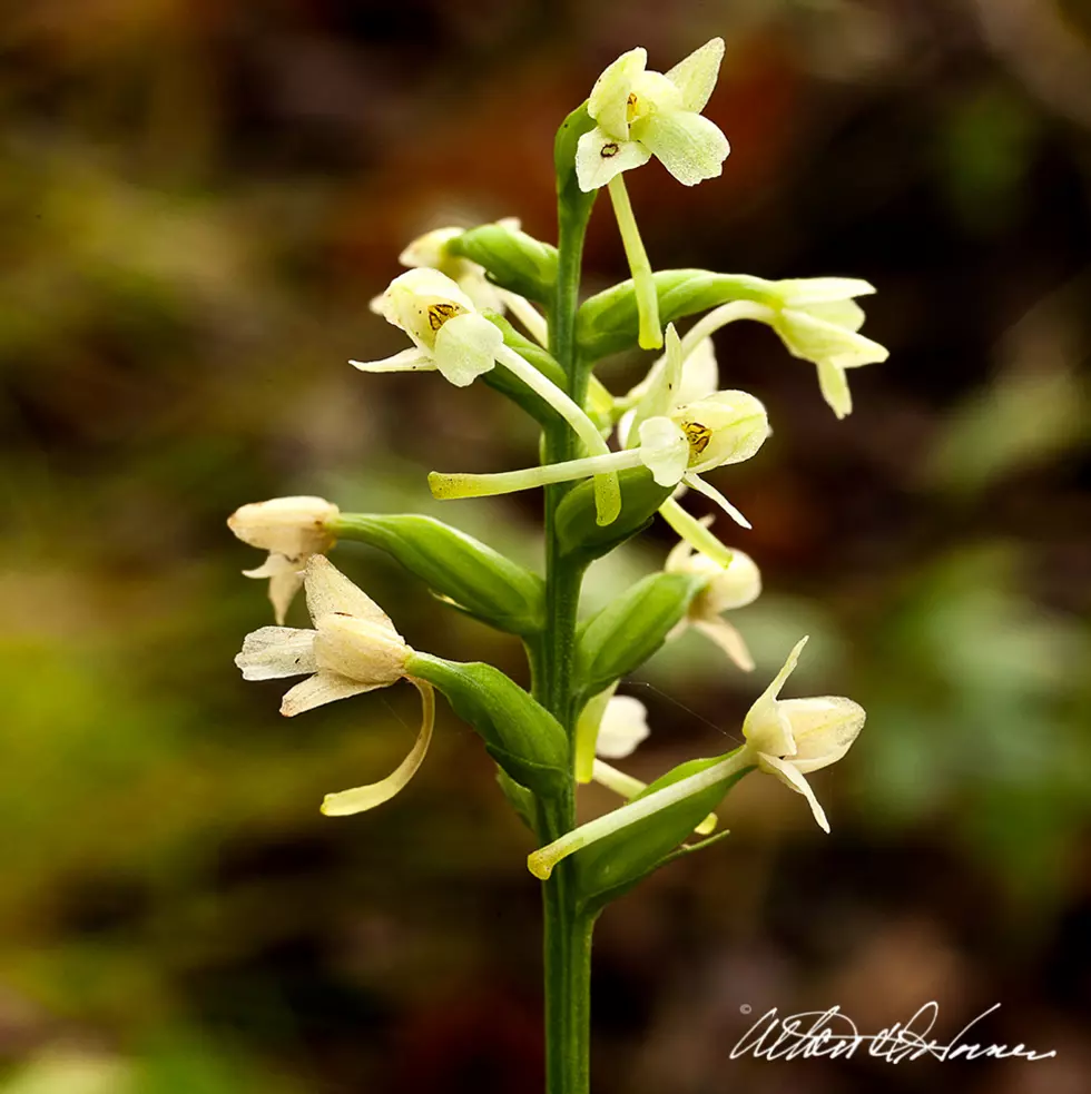 Take a look at the wild orchids of New Jersey&#8217;s Pine Barrens
