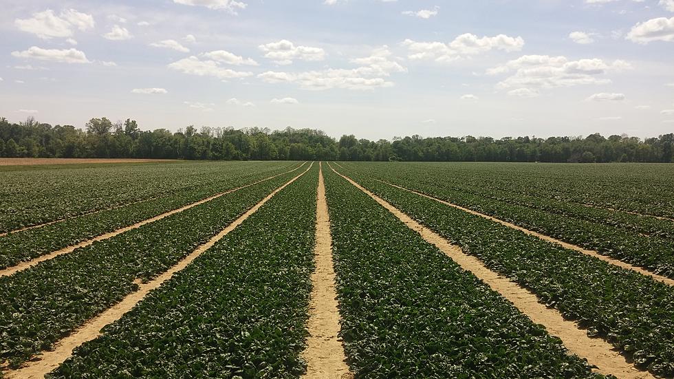 Labor shortage could mean food goes to waste on NJ farms