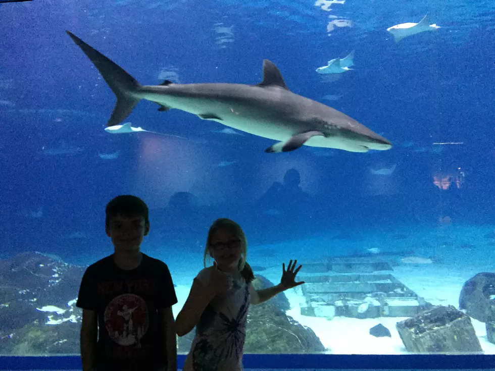 Jeff Deminski brings his family to Adventure Aquarium