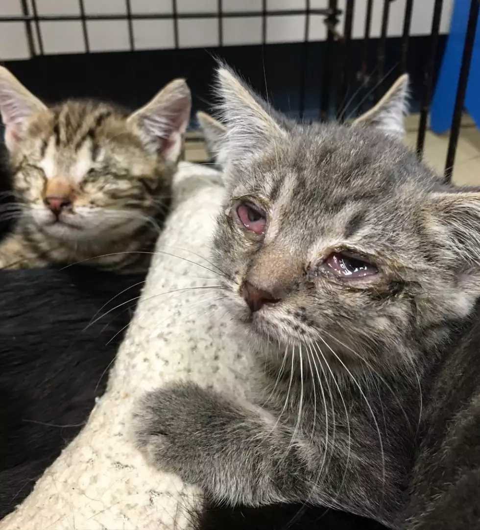 More than 130 cats removed from two NJ homes