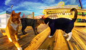 PETA says Seaside Heights boardwalk cats would be better off dead