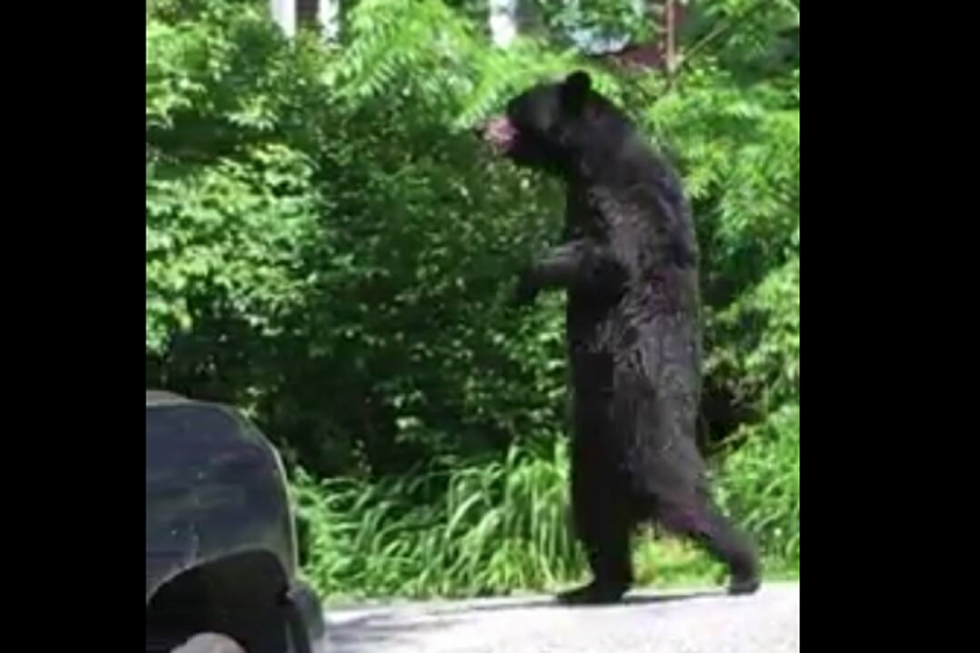 Watch as ‘Pedals,’ NJ’s injured black bear, makes a comeback