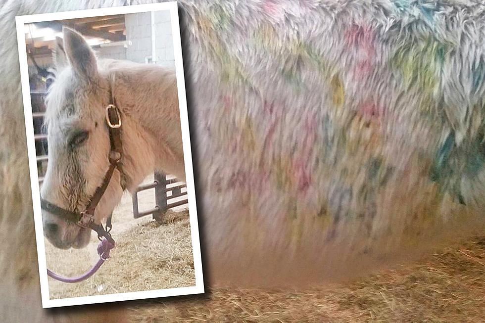 Paint-covered horse adopted by Jon Stewart dies in NJ