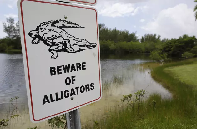 Watch out for wild alligator loose in NJ brook