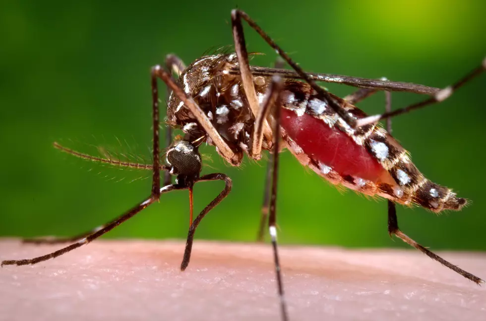 `Zika is now here': Mosquitoes now spreading virus in U.S.