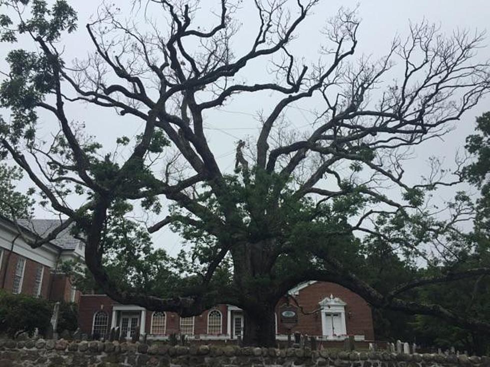 Iconic, 600-year-old Basking Ridge oak tree may finally be dying