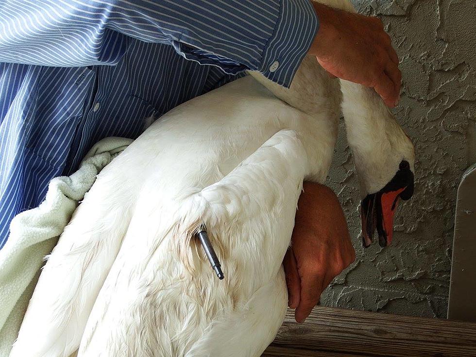 Who tried to kill this swan with a huge tranquilizer? Turns out, it was NJ