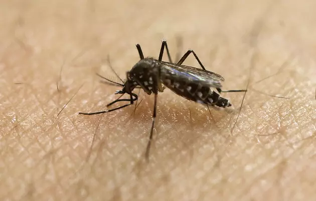 US approves GMO mosquito test, but no release imminent