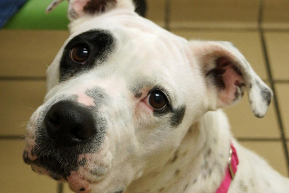 Adoption Monday: Help Belle Knight find a home!