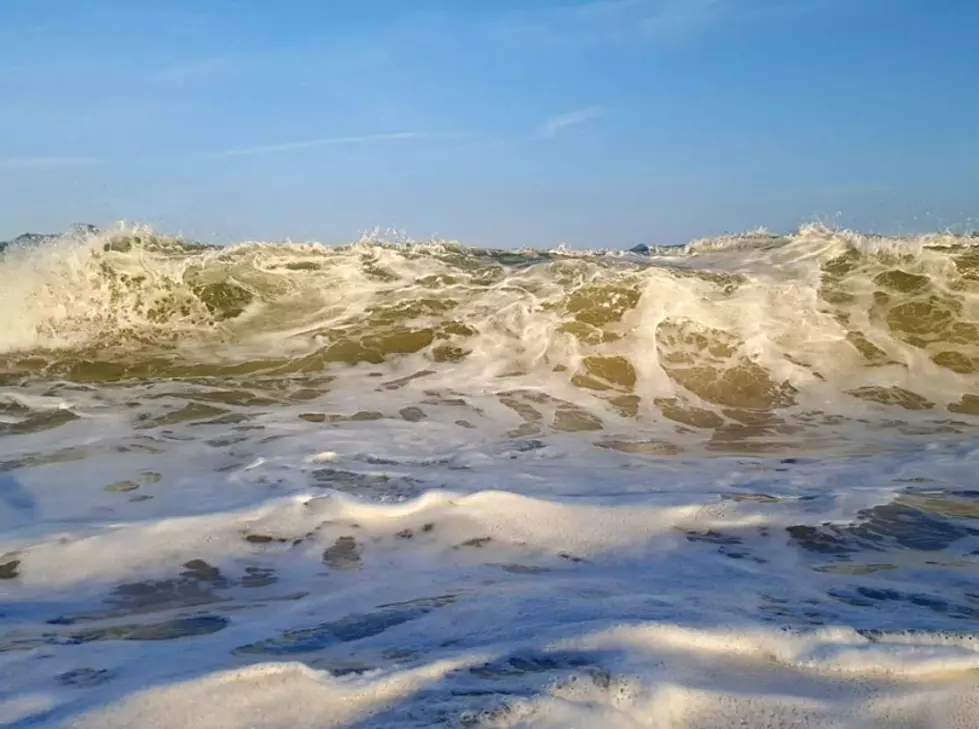 Too many pooping seagulls? NJ beach bacteria levels explained