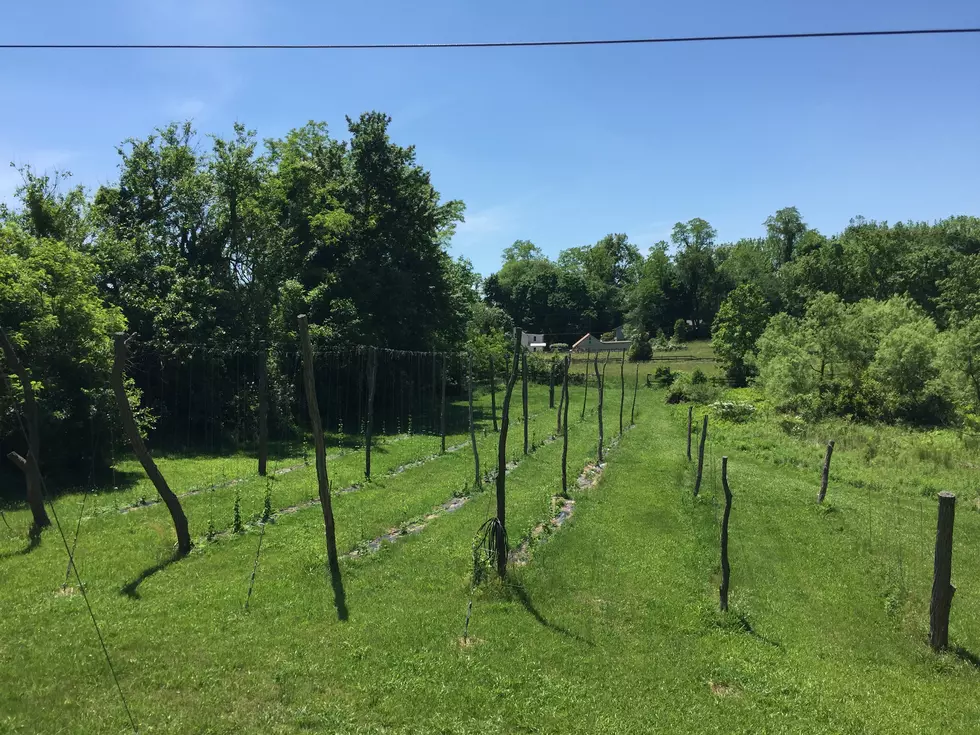 Hops: A future cash crop for New Jersey?