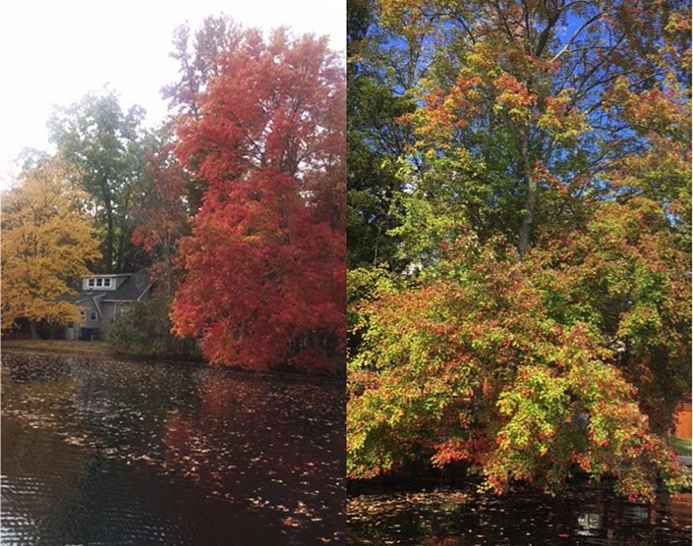 Dennis: Enjoy the fall foliage while you still can!
