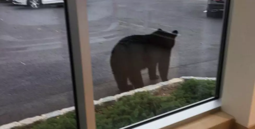 Bear chases kitten onto NJ car dealership lot