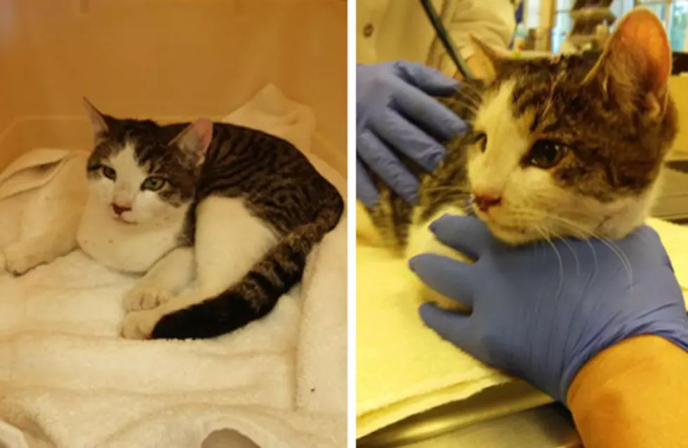 Who did this? NJ cops investigate why cats were shot dead, severely beaten