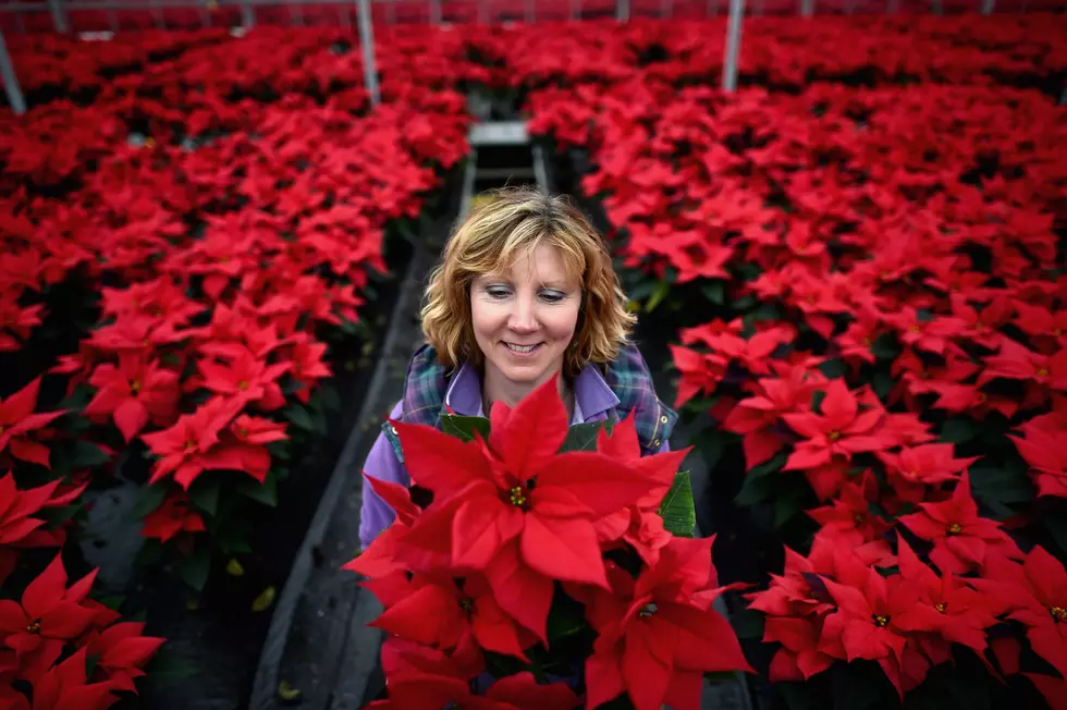 Poinsettias: New Jersey’s pretty multi-million-dollar holiday flower