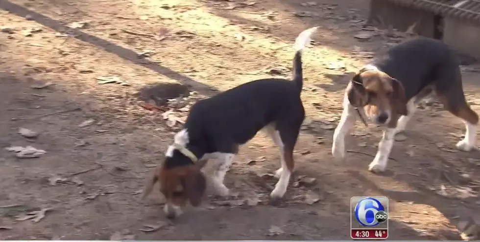 Jackson couple claims dogs were poisoned … again