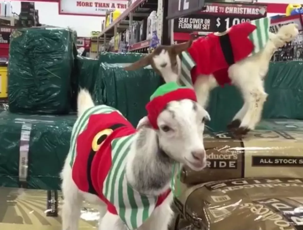 These adorable NJ goats dressed as Christmas elves are viral video stars!