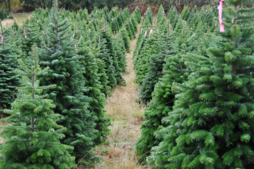 NJ Christmas Tree Farm Once Again Selling Colored Trees