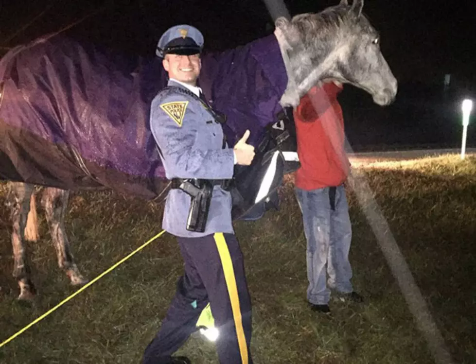 One horse killed, another saved in crash on Atlantic City Expressway