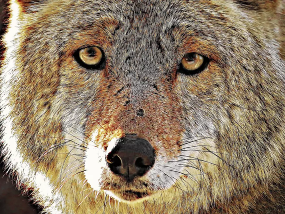 Belvidere Man Bit By a Possibly Rabid Coyote While Walking Columbia Trail