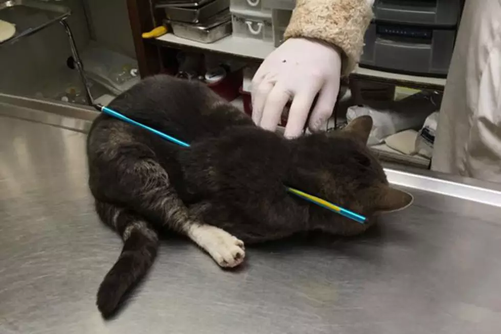 Cat shot with arrow in North Jersey will be adopted
