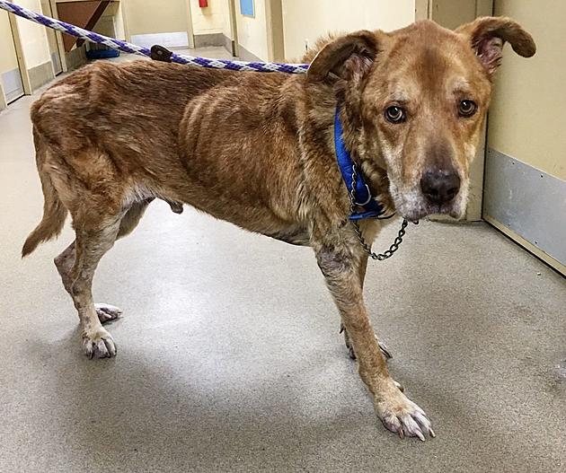 &#8216;Animal that once may have resembled a dog&#8217; needs your help