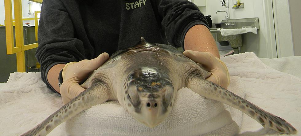 Sick, injured sea turtles get a second chance thanks to NJ nonprofit