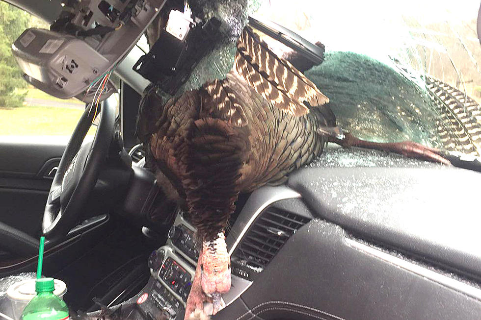Wild turkey smashes through NJ family’s windshield