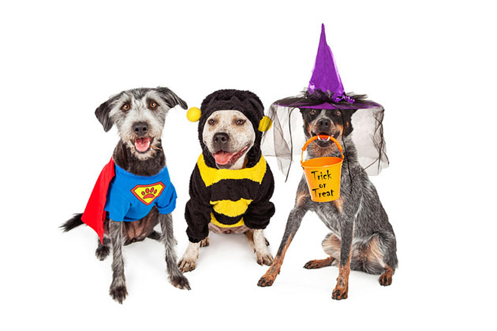 The scariest part of Halloween is this danger to your pet