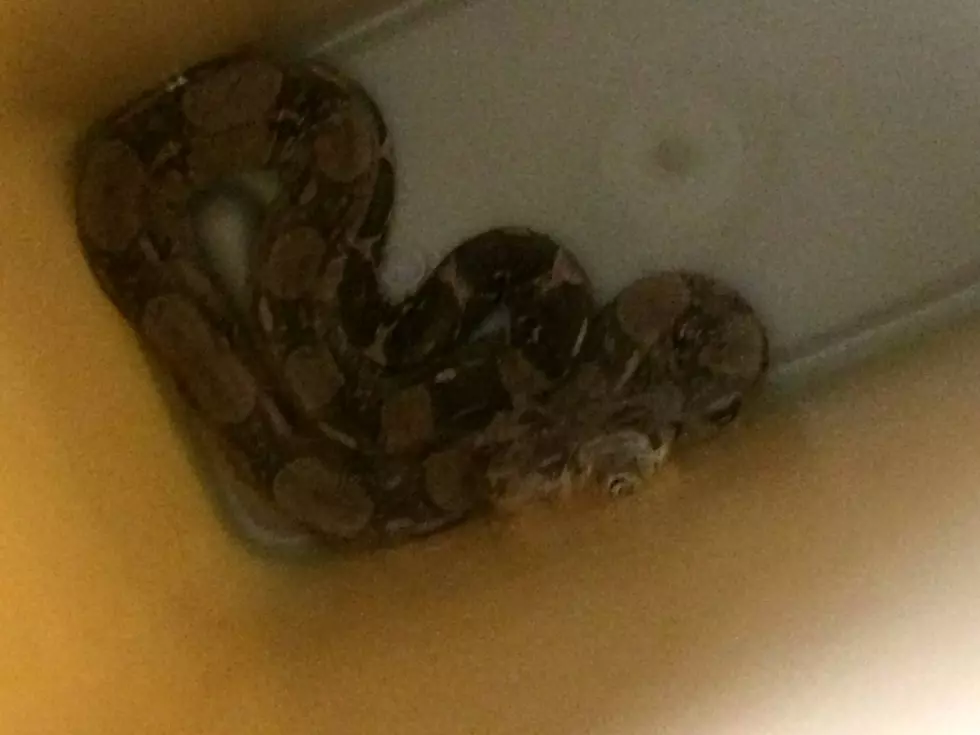 Love at first ssssssight? Why a 4-foot snake broke into NJ elementary classroom