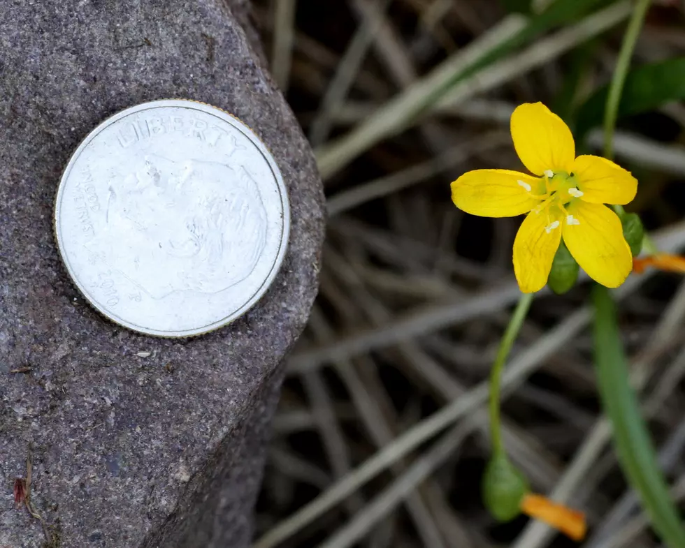 This tiny, beautiful flower only grows in northern New Jersey