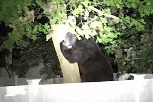 More bear sightings in Jersey Shore area