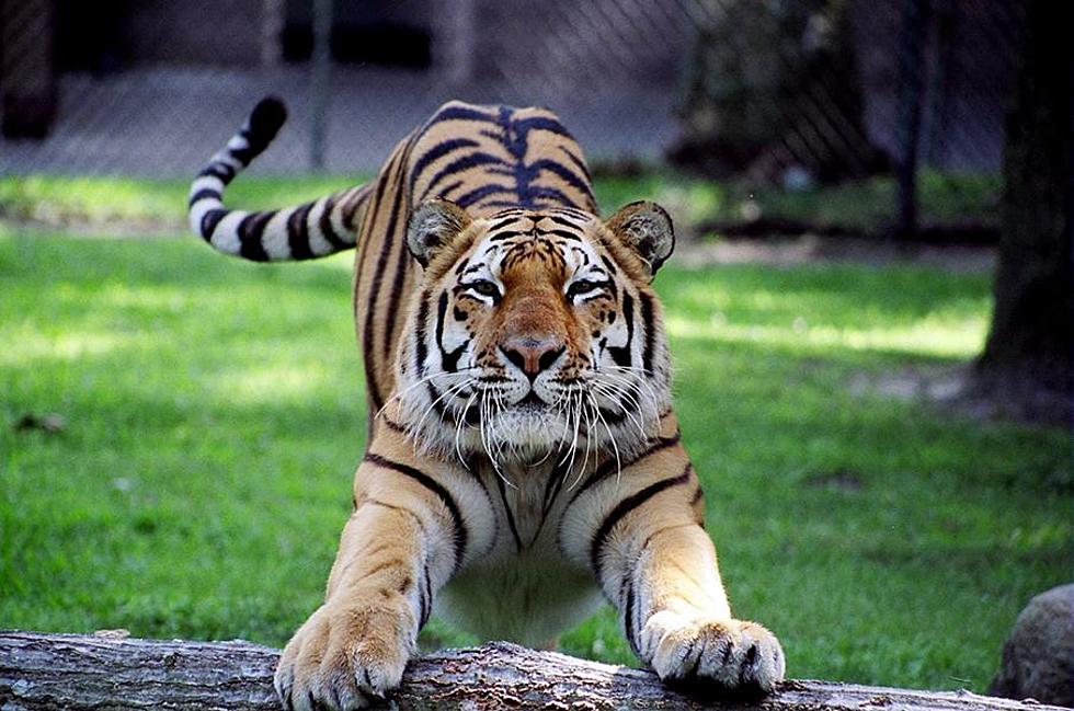 Rocky, the Cape May County Zoo’s tiger, dies