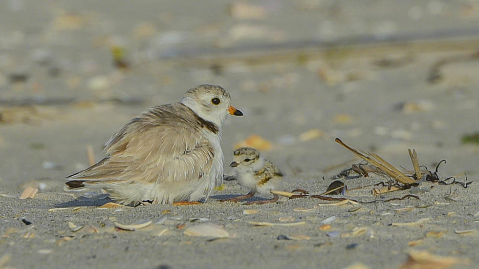 Sandy Hook cancels concerts to protect bird that loves NJ's shore