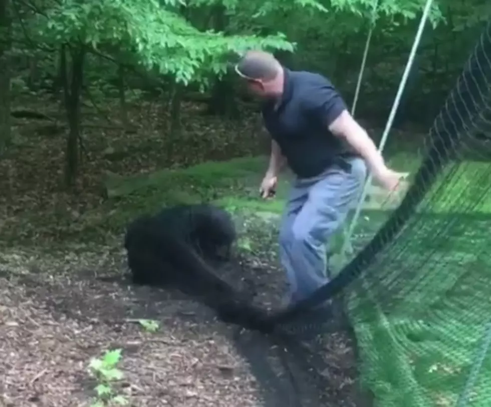 Video of a Ringwood cop freeing a bear from a baseball net