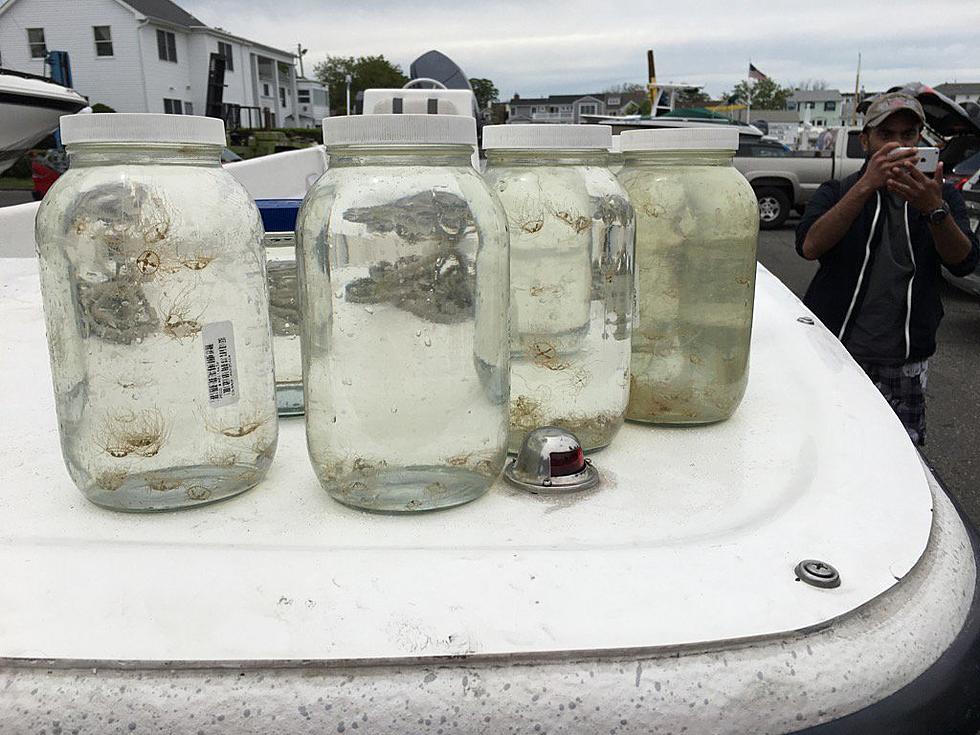 Are clinging jellyfish here to stay in Jersey Shore rivers and bays?