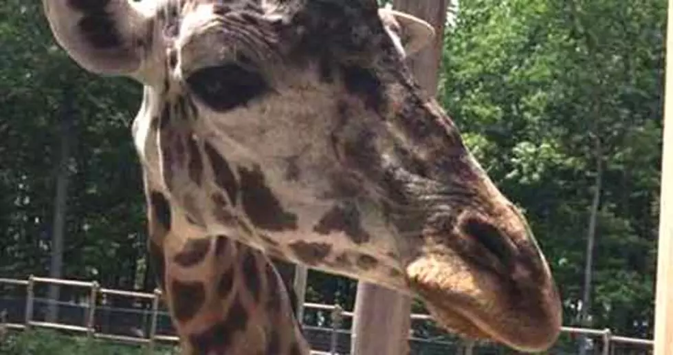 Giraffe at North Jersey zoo dies during medical procedure