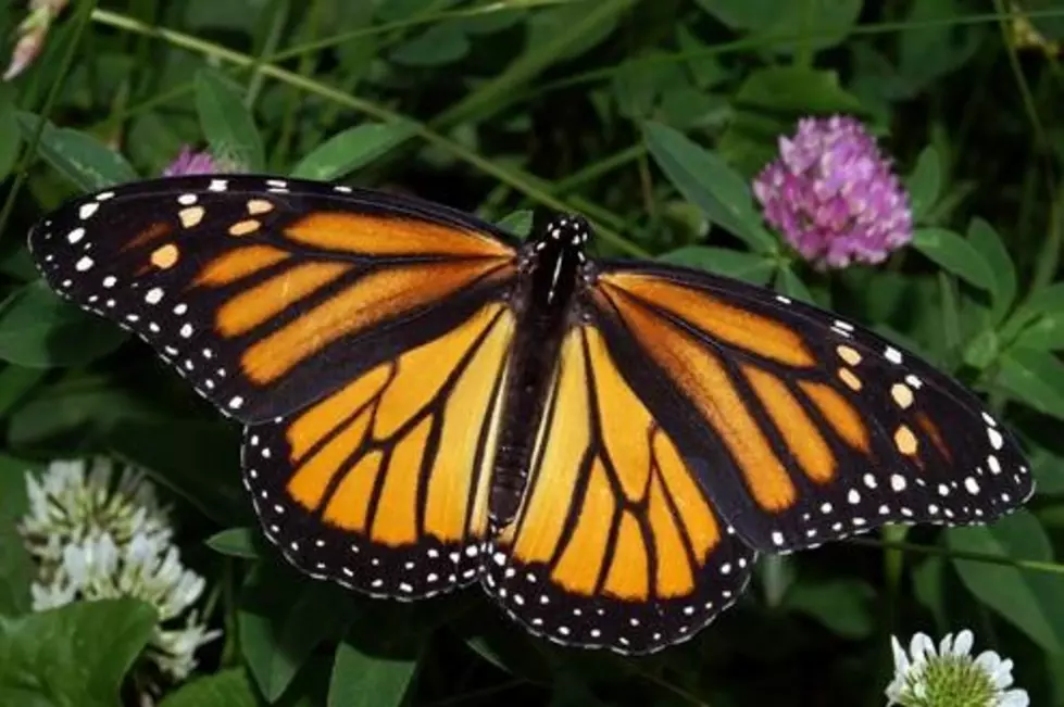 Monarch butterflies making a comeback in NJ — What you can do to help