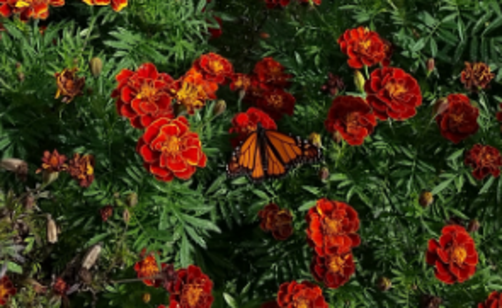 What NJ residents can do to help save the Monarch butterfly