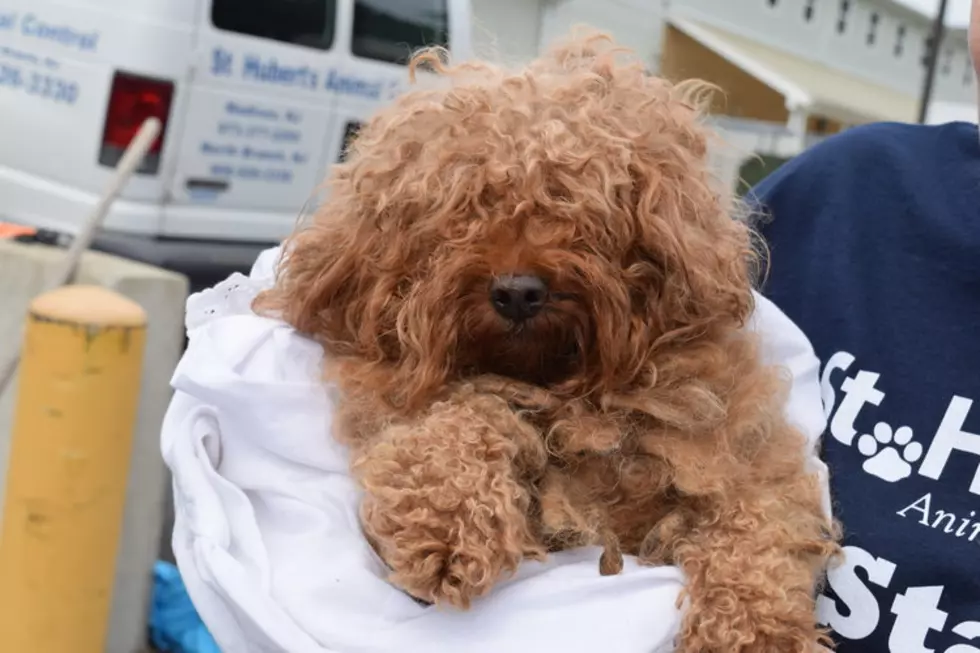 27 poodles rescued from deplorable conditions in North Jersey apartment