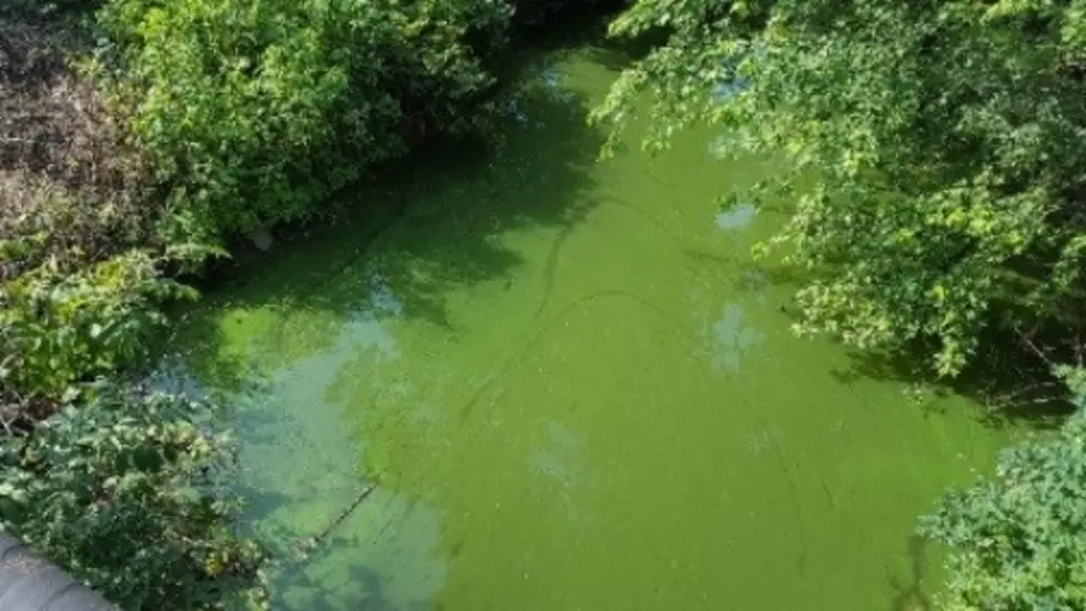 Harmful algal blooms: Where they are in NJ, how to report them