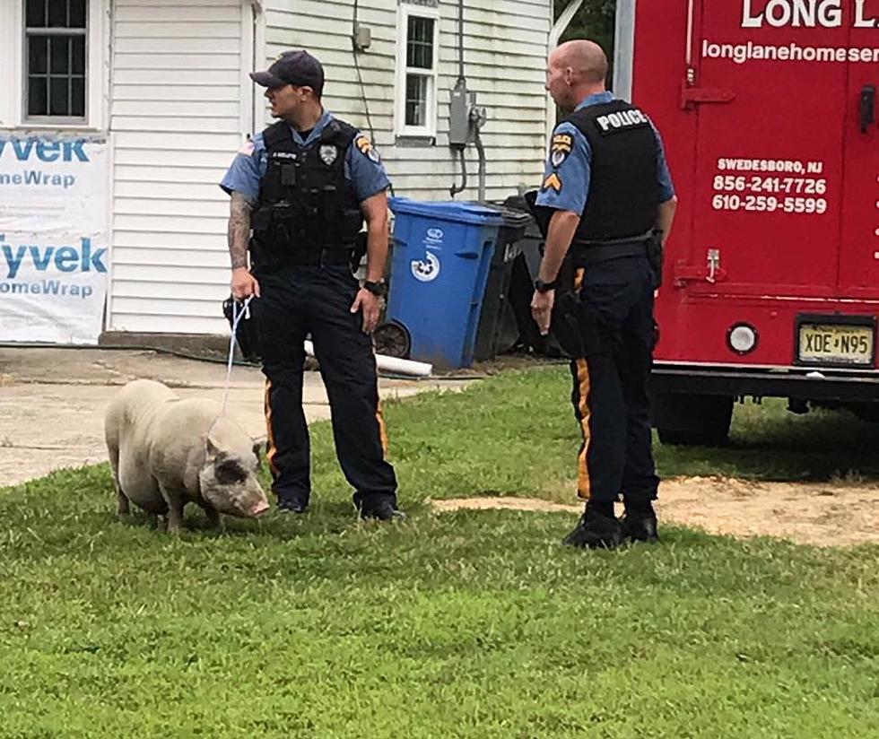 NJ police round up roaming pig with makeshift lasso