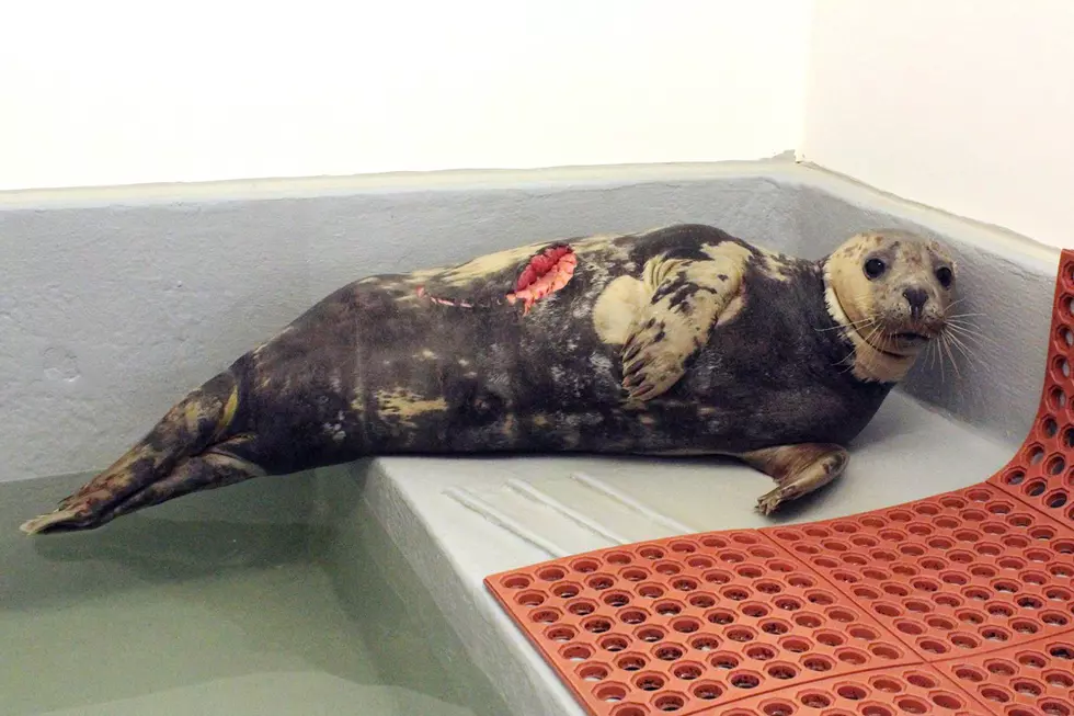 Shark-bitten seal turns up at Shore, and rehab group needs help