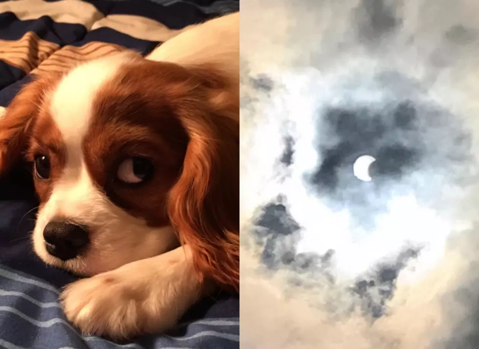WOW! Optical illusion in solar eclipse pic looks just like NJ dog